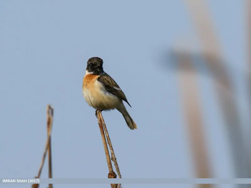 White-tailed Stonechat (Saxicola leucurus) captured at Marala, Sialkot, Punjab, Pakistan with Canon EOS 7D Mark II