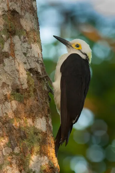 White Woodpecker - Pantanal_MG_8994