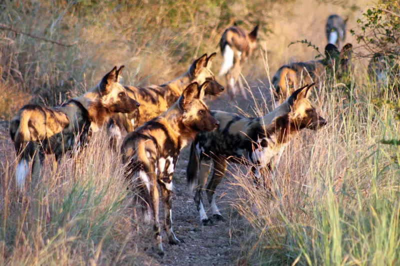 wild dog pack, Madikwe