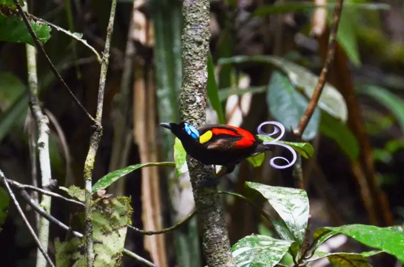 Planet Earth 2 Wilson's Bird Of Paradise Wilson's Bird-of-Paradise - Facts, Diet, Habitat & Pictures on Animalia.bio