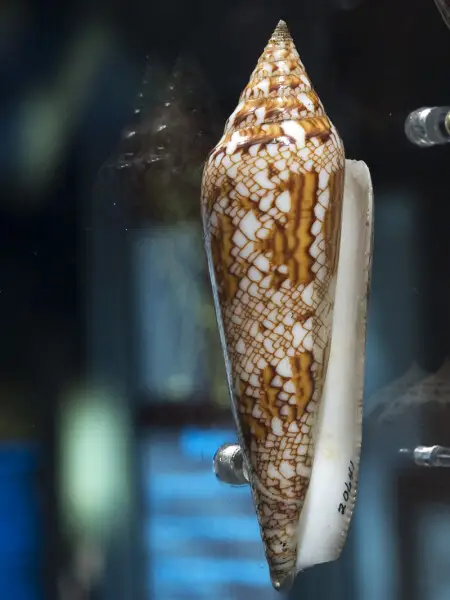 20641
Conus milneedwardsi
(Glory-of-India)
Mozambique
HMNS 28280

Wikipedia Loves Art at the Houston Museum of Natural Science
This photo of item # 20641 at the Houston Museum of Natural Science was contributed under the team name "Assignment_Houston_One"