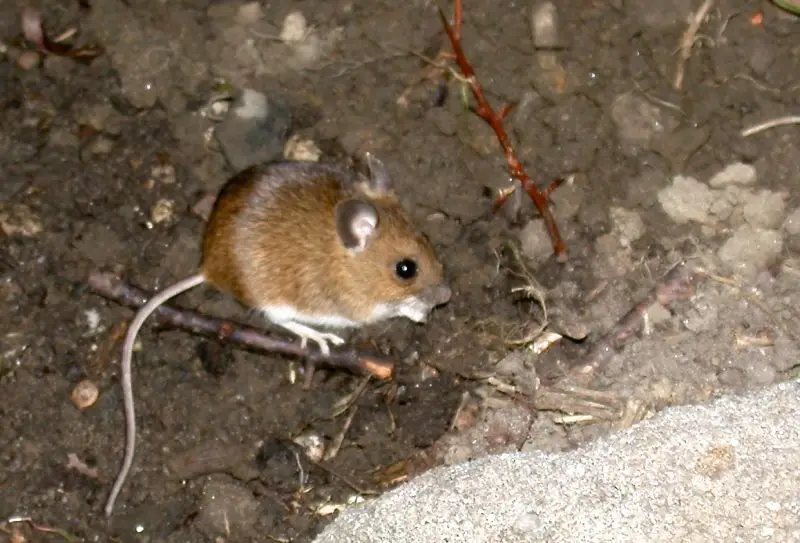 Wood Mouse 0703