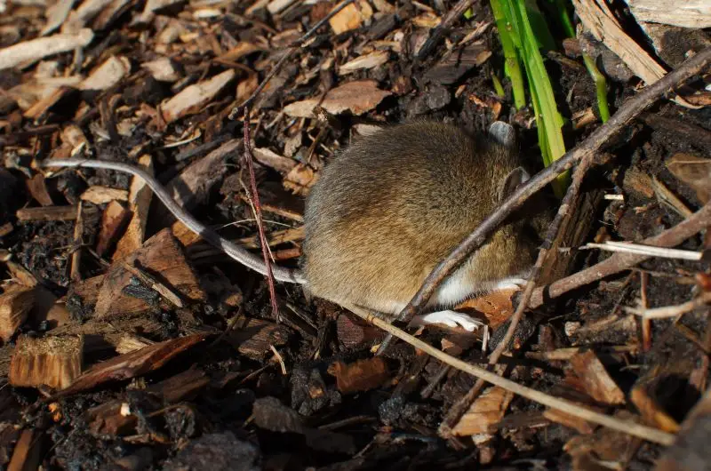 wood mouse