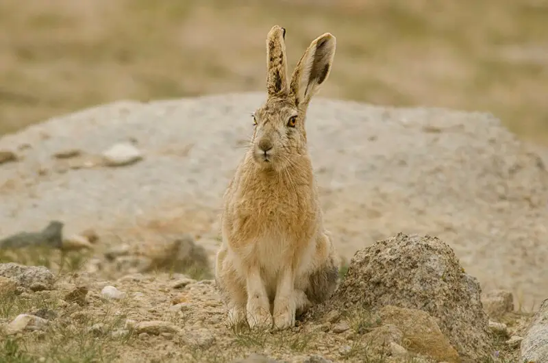 Wooly Hare at Polakongka La, Ladakh, India