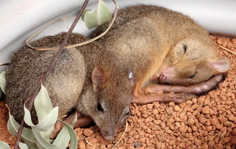 Woylie joeys