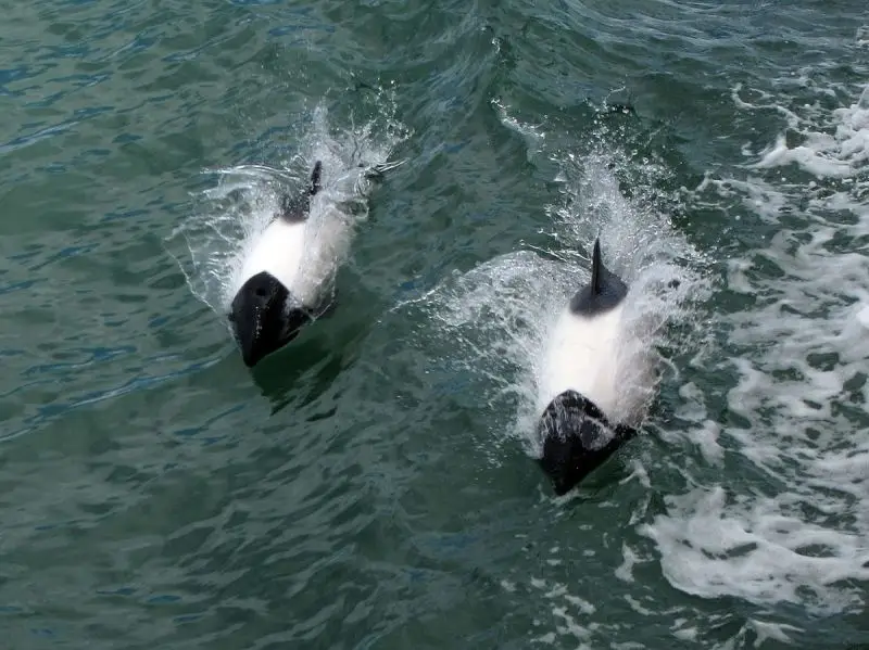 Commerson's dolphin photo