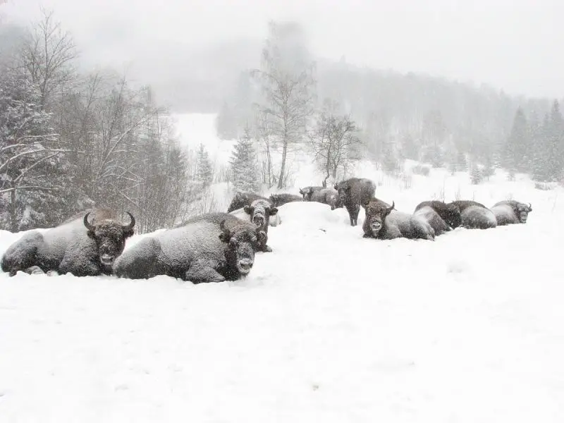 Wisent photo