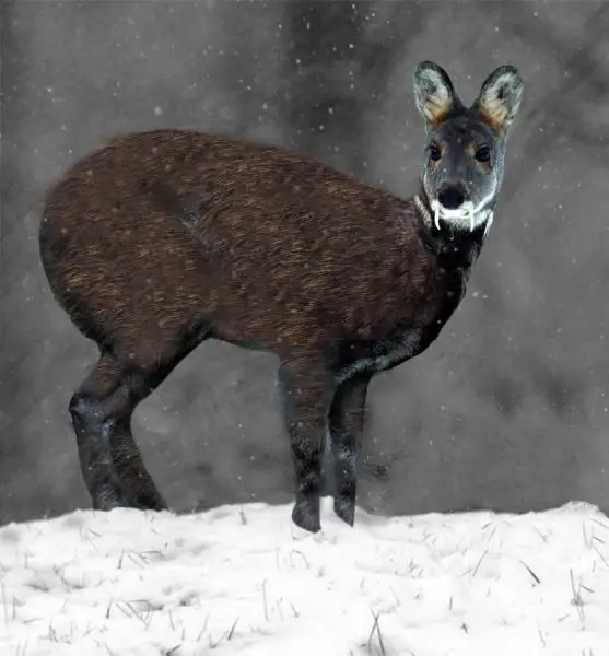 Siberian Musk Deer photo