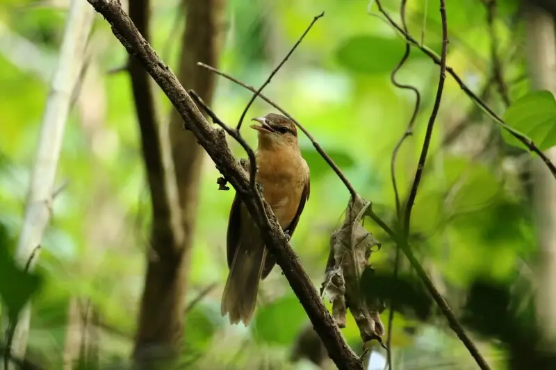 Yap Cicadabird observed in Yap, Micronesia, in 2019.