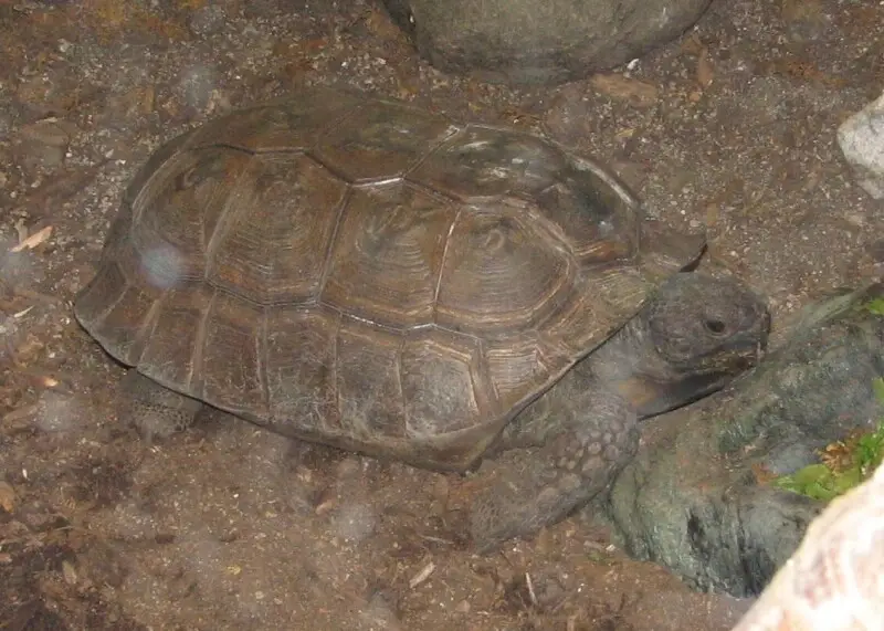 Yellow-foot Tortoise (Geochelone denticulata)at Newport Aquarium