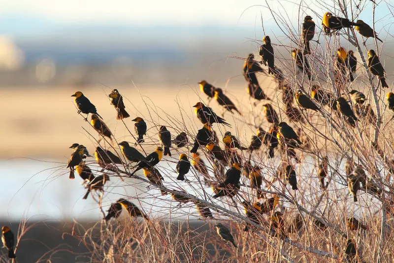Yellow-Headed Blackbird photo