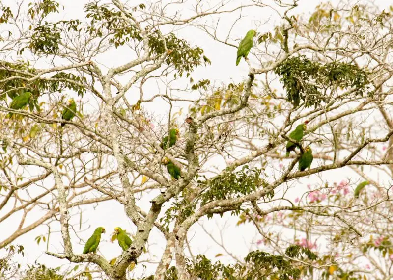 Yellow-Headed Parrots