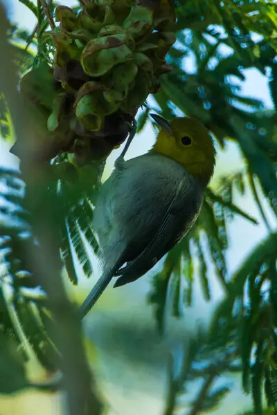 Yellow-headed Warbler - Cuba_S4E9814