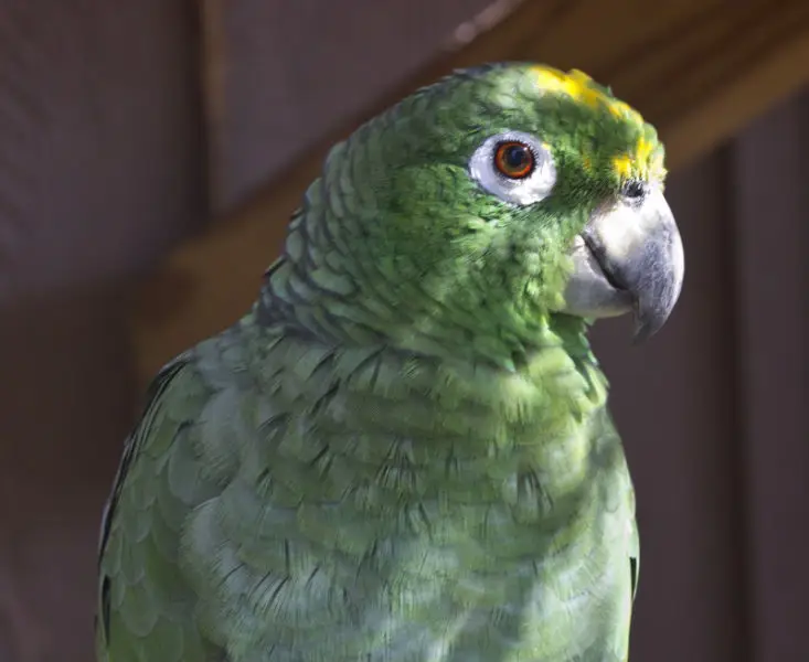 Yellow naped amazon parrot bird Gatorland Florida