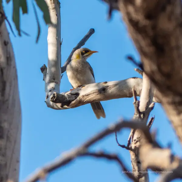 Yellow-throated miners are bold residents of the town of Boulia. They also occur in riparian woodlands along the Burke and other Rivers in Boulia Shire.