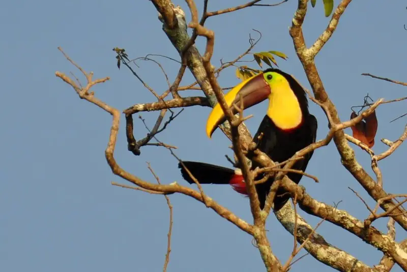 Yellow-throated Toucan (Chesnut-mandibled) Ramphastos ambiguus in Costa Rica