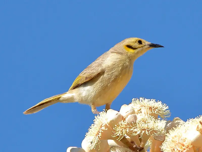 Yellow-tinted honeyeater (Ptilotula flavescens) at Lawn Hill National Park, Queensland, Australia.