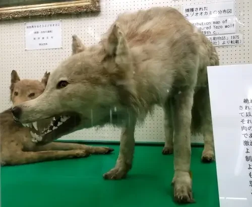 Hokkaido wolf