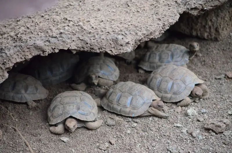 Young Galapagos Tortise