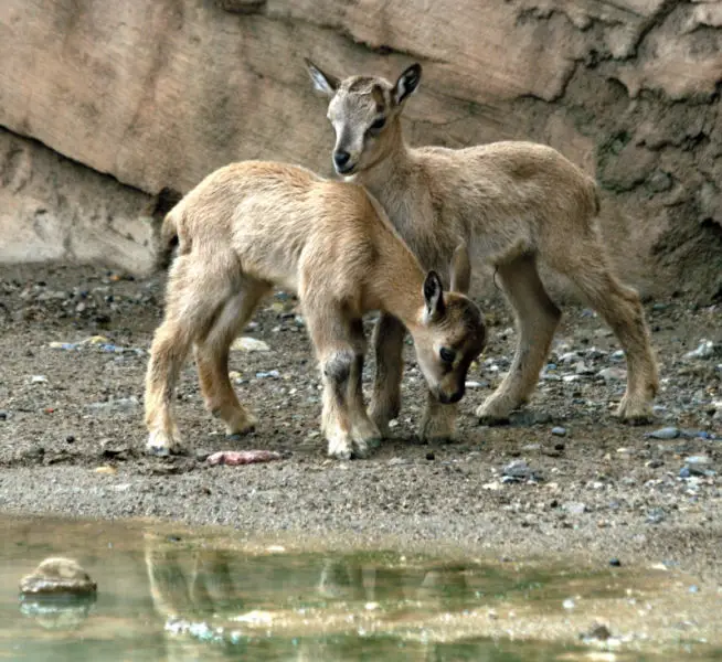 Young Markhor
