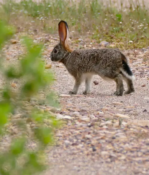 Young Scrub Hare (Lepus saxatilis)