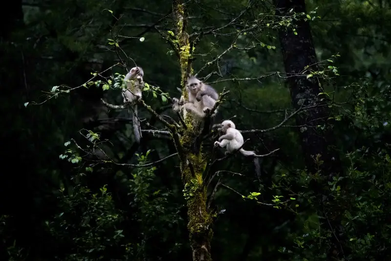 Young Snub-nosed Monkeys