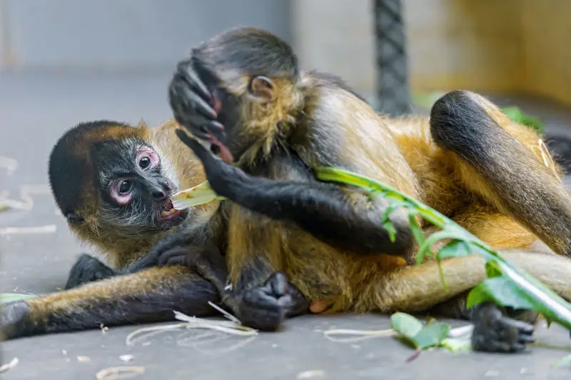 Young spider monkeys playing