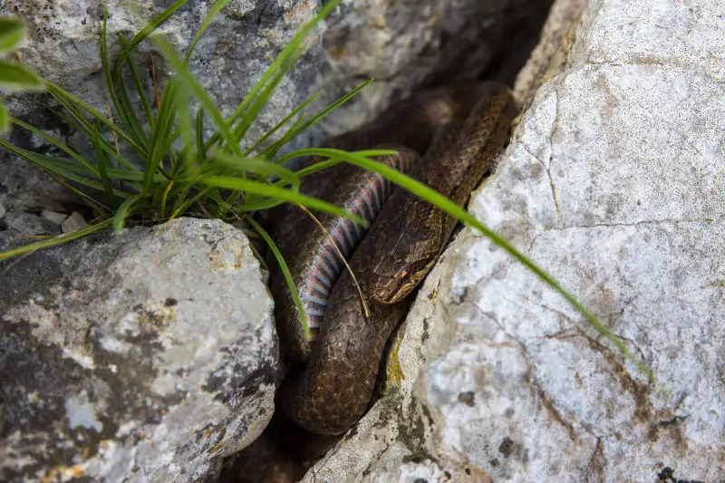 Zamenis longissimus (young)
