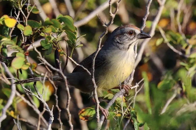 Zapata sparrow (Torreornis inexpectata varonai), Cayo Romano, Cuba