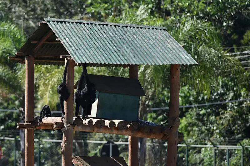 Zoo de Brasília abriga 10 dos mamíferos mais ameaçados de extinção por caça excessiva