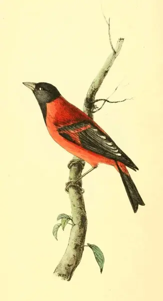 Plate 7. Carduelis cucullata. Hooded Seed-eater.