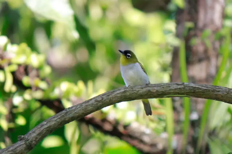Black-fronted White-eye (Zosterops atrifrons atrifrons)