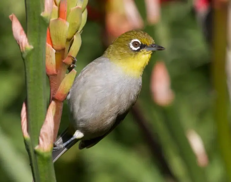 A Cape White-eye in Cape Town, South Africa. Z. pallidus has been split; this is now Z. virens