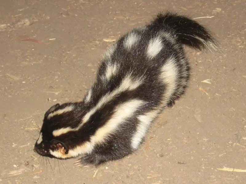 Western Spotted Skunk photo