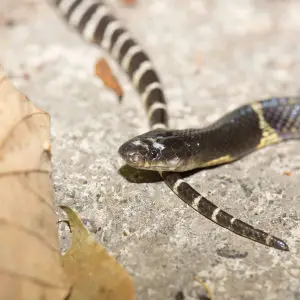 Many-Banded Krait - Facts, Diet, Habitat & Pictures On Animalia.bio