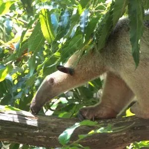 ミナミコアリクイ Southern Tamandua