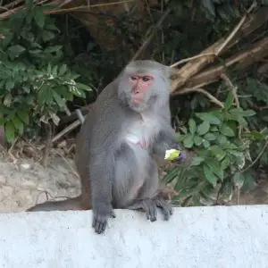 台灣獼猴 Taiwan macaque