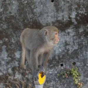 台灣獼猴 Taiwan macaque