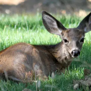 Black-tailed Deer fawn