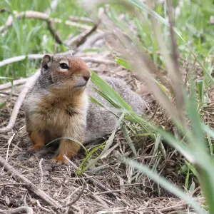 The Belding's Ground Squirrel is a colonial species that spends much of its time underground. This ground squirrel was spotted in the Ladd Marsh Wildlife Area near La Grande.