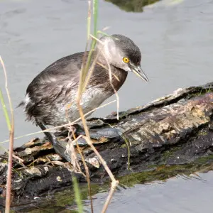 ABA AREA BIRDS: My Photo "Life List"