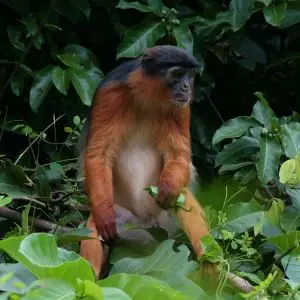 Western Red Colobus photo