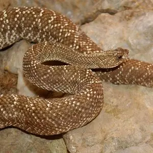 neotropical rattlesnake