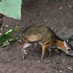 Java Mouse-Deer  photo