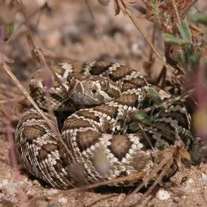 Mojave Rattlesnake photo