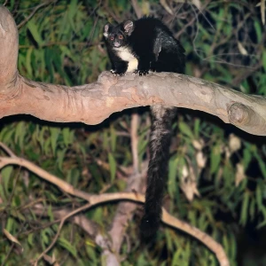 Greater Glider photo