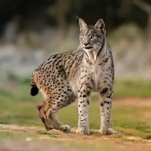 Iberian Lynx photo