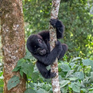 Eastern Gorilla photo