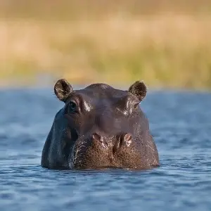 Common Hippo photo