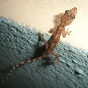 Tropical House Gecko photo